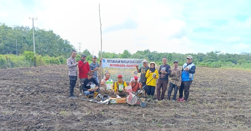 Bibit Jagung  Ditebar Di Lahan 2 Hektar, Polsek Muara Kuang Dukung Program Ketahanan Pangan