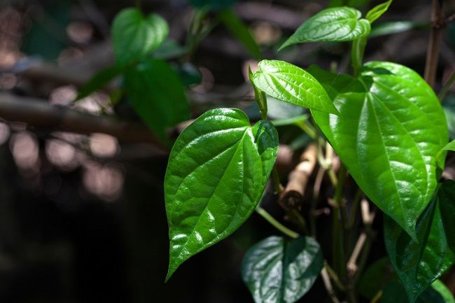 Redakan Asam Urat dengan Daun Sirih Cina, Begini Caranya