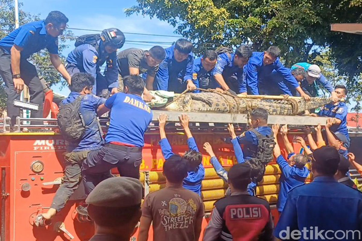 Buaya 4 Meter Sembunyi di Kolong Rumah, Berhasil Ditangkap Setelah Lari ke Sawah