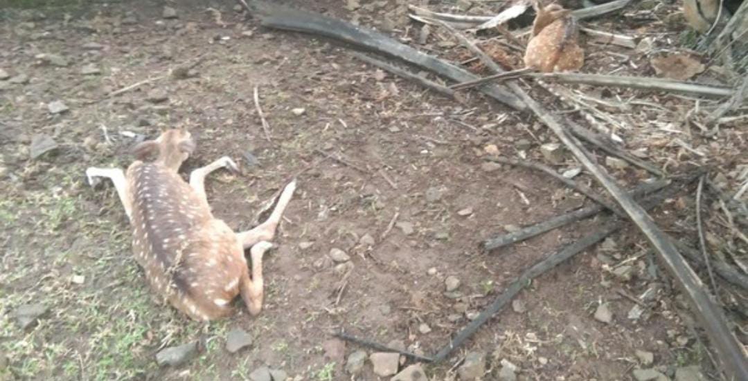 Tragis! 28 Rusa Totol di Banyuasin Mati Diserang Anjing Liar