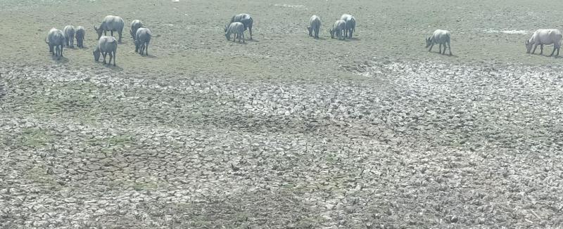 Bumi Caram Seguguk Mulai Kekeringan-Lahan Mulai Retak 