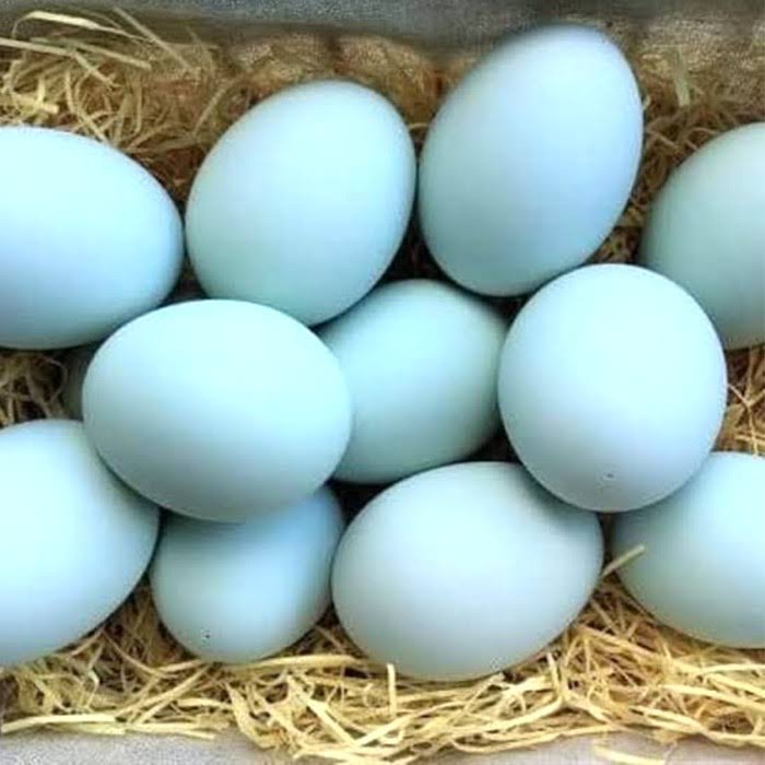 Telur Bebek, ini 7 Manfaatnya, Salah Satunya Baik Untuk  Kesehatan Otak