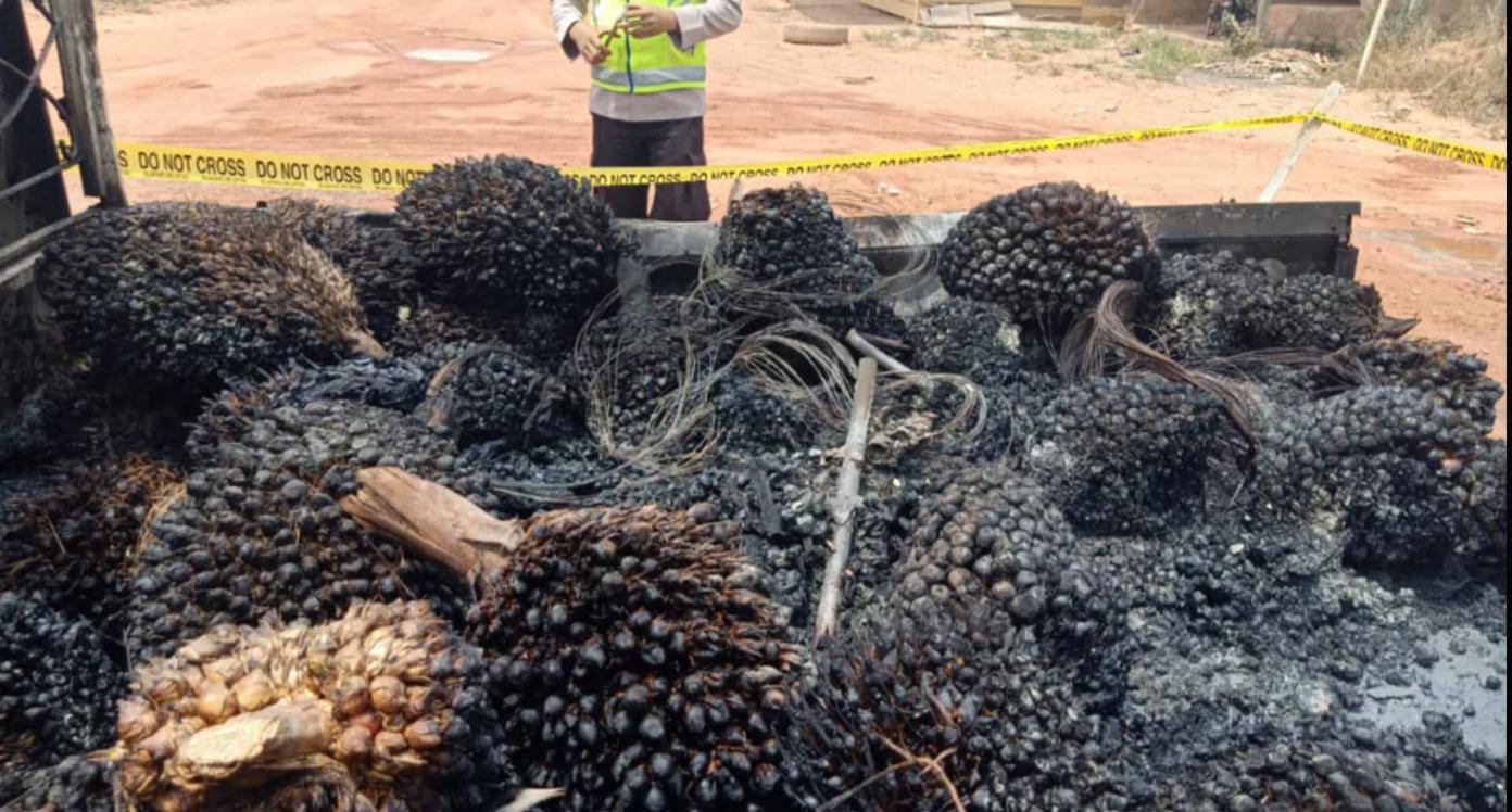 Kepergok Curi Buah Sawit, Tiga Pelaku Dihakimi Massa