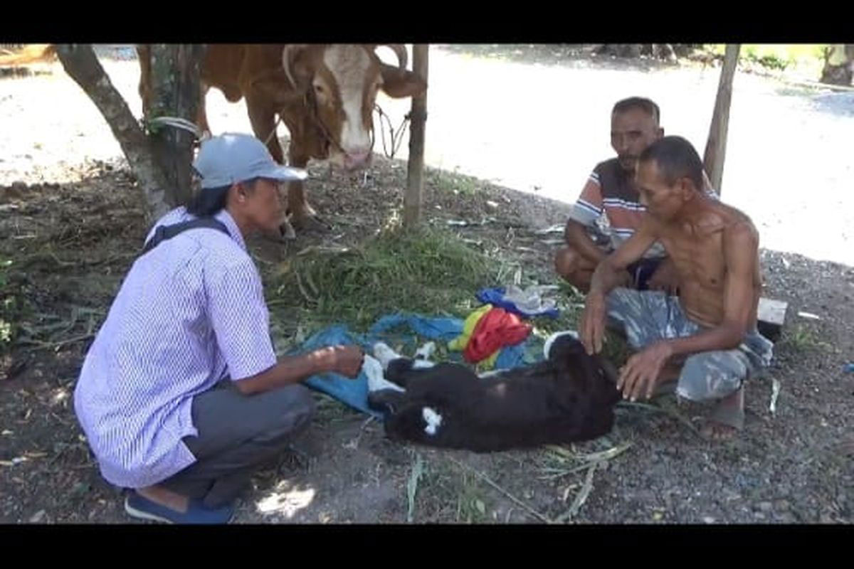 Anak Sapi di Jember Lahir dengan 6 Kaki, Pemilik Anggap Rezeki