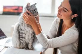 Apakah Kucing Mengenali Wajah Pemiliknya? Simak Penjelasannya!