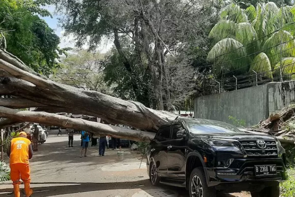 Pohon Tumbang di Depan Rumah Prabowo Timpa Toyota Fortuner, Nasib Penumpang?