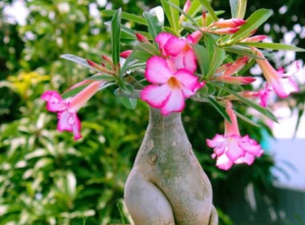 3 Jenis Tanaman Hias yang Bisa Dijadikan Bonsai