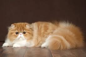 ini Arti dari 4 Gerakan Telinga Kucing