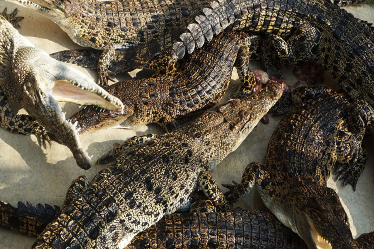 Khawatir Jadi Alat Teror, Pemerintah Israel Musnahkan Ratusan Buaya 