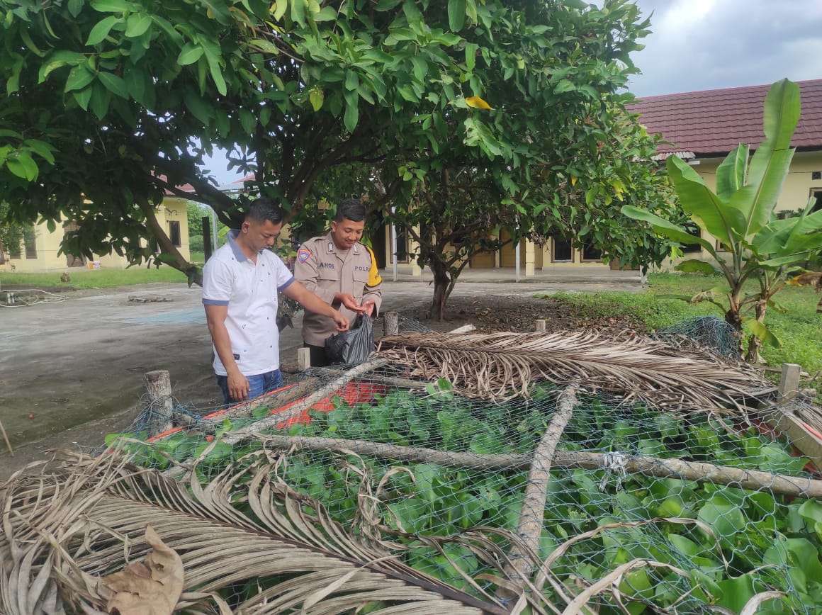 Polsek Rantau Alai Budidaya Ikan Patin, Dukung Program Ketahanan Pangan