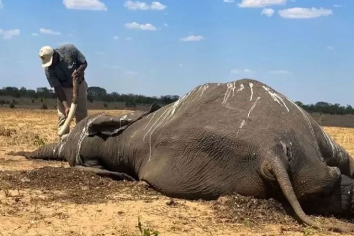 Miris, Puluhan Ekor Gajah di Taman Nasional Hwange Mati Kehausan