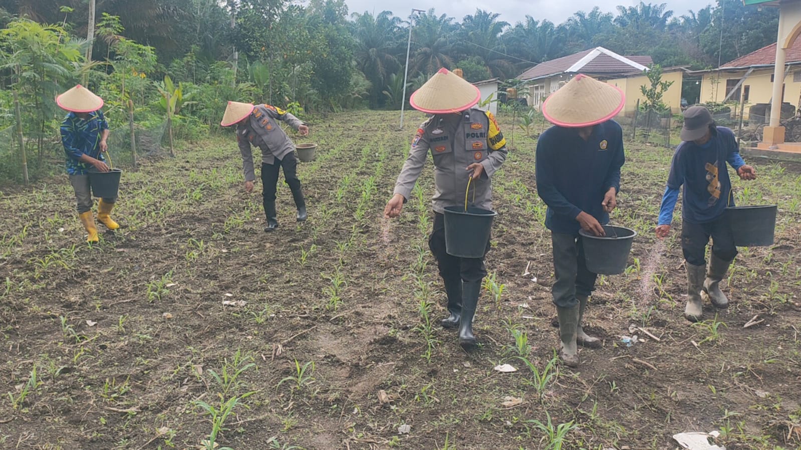 Polsek Air Sugihan Lakukan Pemupukan Jagung Program Ketahanan Pangan