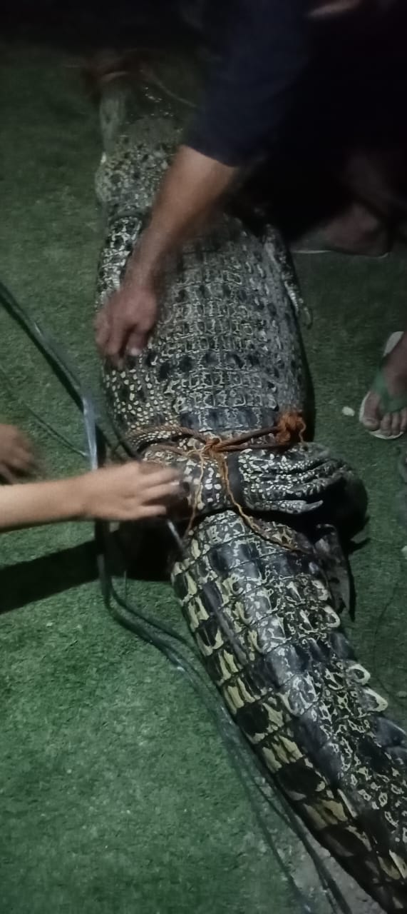 Geger, Warga Rupit Tangkap Buaya Dewasa