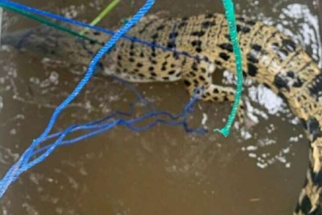 Heboh, Buaya Besar Tak Sengaja Terjaring Tangkapan Ikan Warga Lawang Wetan 