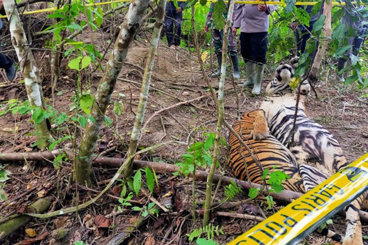 Harimau Tewas di Rokan Hulu Diburu Pemburu Satwa Profesional?