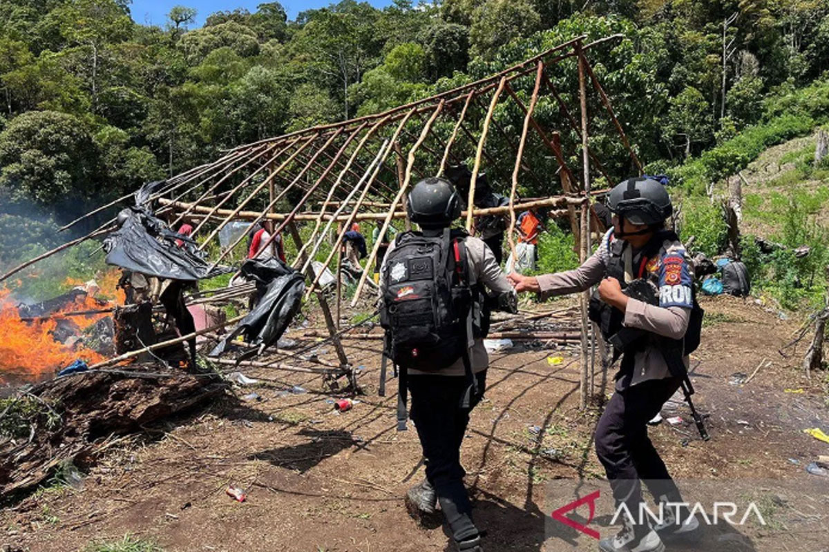 Luar Biasa, Bareskrim Ungkap Ladang Ganja 25 Hektare di Aceh