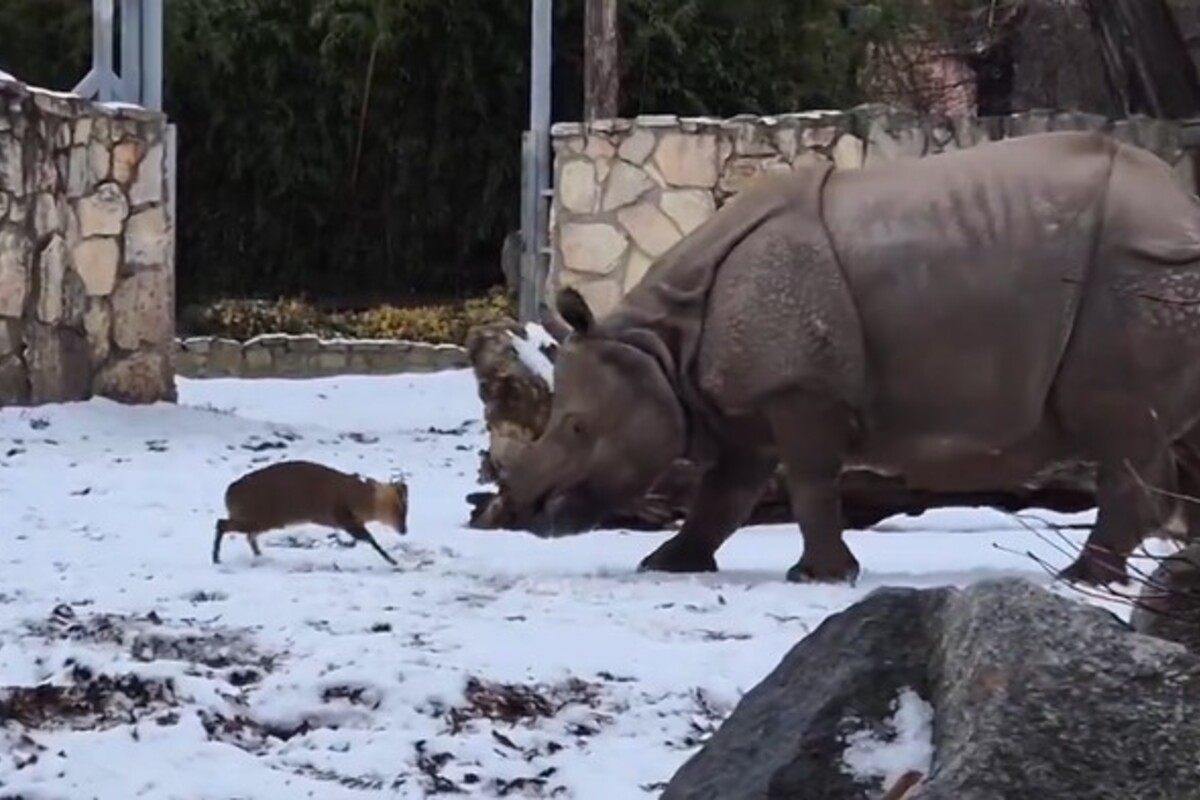 Rusa Mini Duel dengan Badak di Kebun Binatang, Siapa Menang?