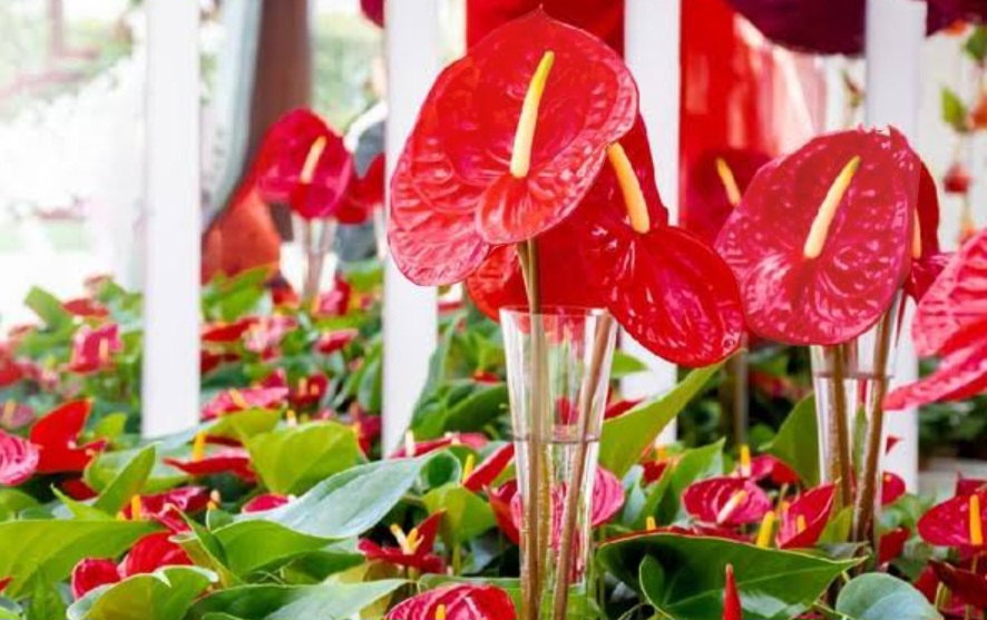 5 Cara Merawat Tanaman Hias Anthurium Agar Cepat Berbunga