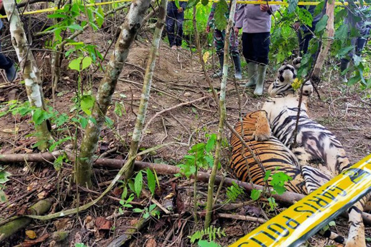 Konflik Berlanjut, Harimau Mati Dijerat Warga di Agam