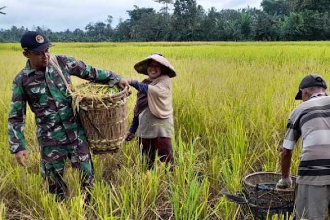Babinsa Koramil Merapi Lahat Bantu Panen dan Dukung Program Ketahanan Pangan Petani di Desa Gunung Kembang 