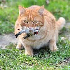 Ternyata ini Alasan Kucing Peliharaan Suka Membawa Pulang Hewan Mati