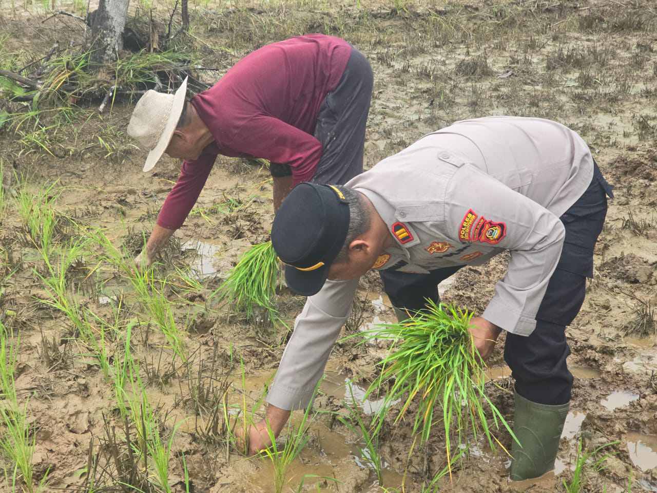 Pekarangan Polsek Lalan Hijau Menguning, Dukung Program Presiden RI