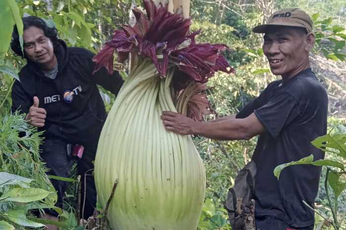 Bunga Bangkai Tumbuh di Kebun Karet, Warga Selangit Mura Heboh