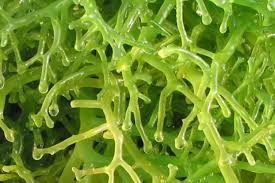 Rumput Laut Baik Untuk Kesehatan Tubuh