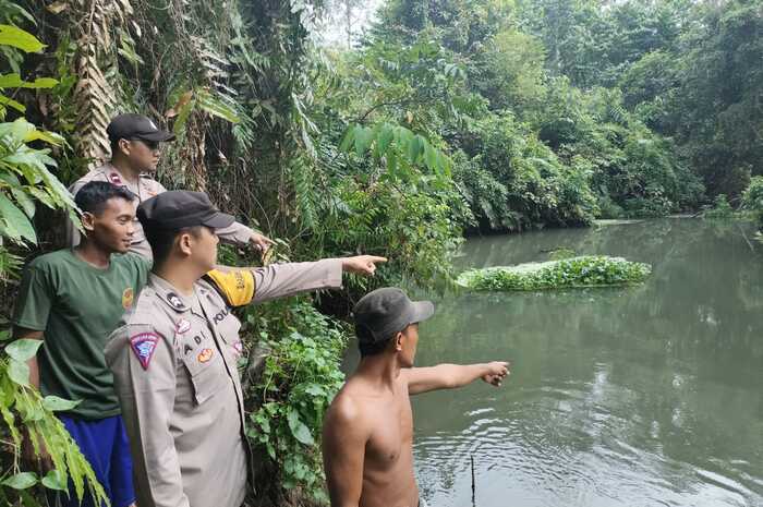 Banyak Habitat Buaya, Polres Mura Larang Warga Melakukan Aktivitas di Sungai Lesing 