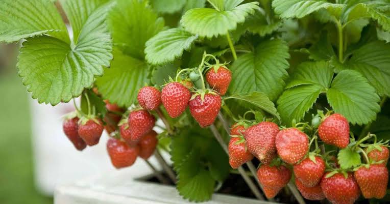 3 Penyebab Buah Stroberi Rusak Saat Dipanen