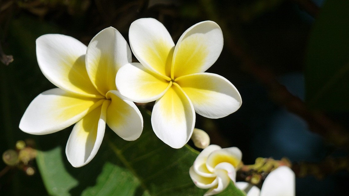 ini 4 Manfaat Bunga Kamboja Bagi Kesehatan yang Tak Terduga!