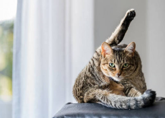 Simak! Begini Cara Memahami Perasaan Kucing, Perhatikan 6 Gerakan Ekornya
