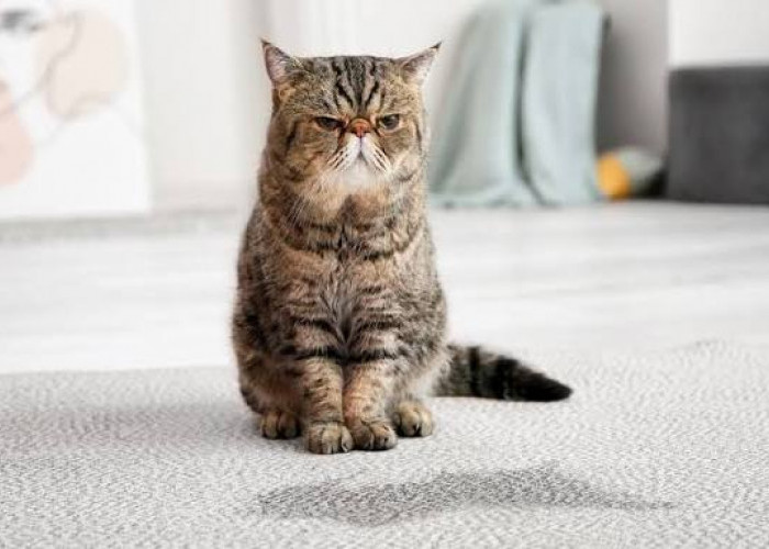 Tips Mudah Menghilangkan Bau Urine Kucing dari Pakaian