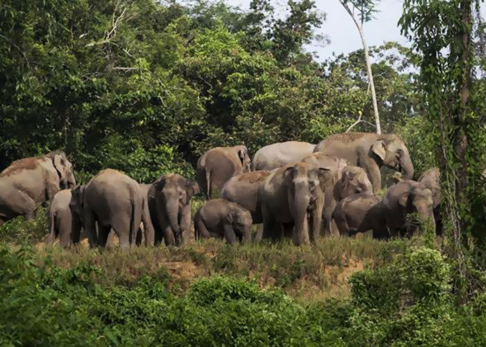 Kawanan Gajah Satroni Pemukiman Warga Tulung Selapan