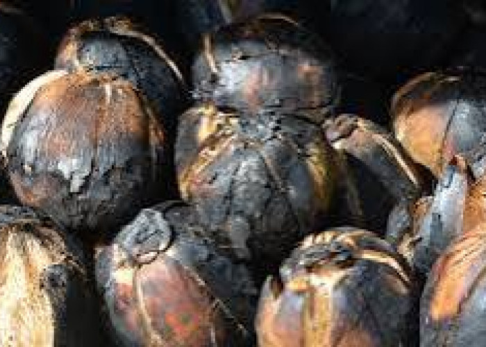 Khasiat Kelapa Bakar yang Jarang Diketahui