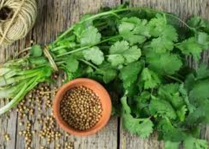 Ini 3 Rekomendasi Daun Penghancur Lemak Cocok Dikonsumsi Setelah Idul Adha