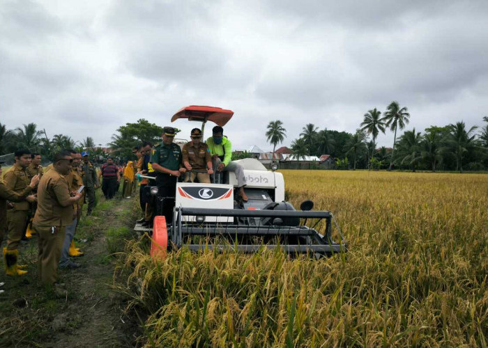 Pabung Kodim 0402 OKI-Ogan Ilir Hadiri Panen Raya di Pemulutan