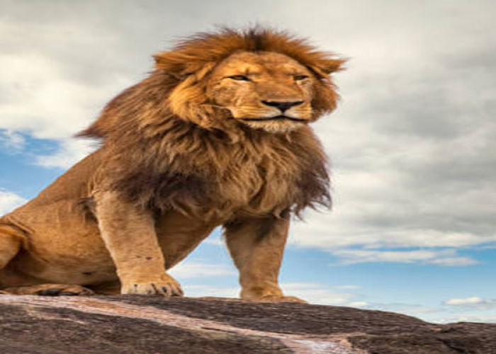 Pengelola Kebun Binatang di India Disidang Karena Memberikan 2 Nama Singa 