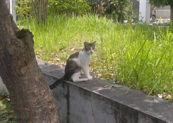 Terduga Peracun Kucing Massal di Malang Terekam CCTV, tapi Tak Ada Bukti Langsung Memberikan Racun 
