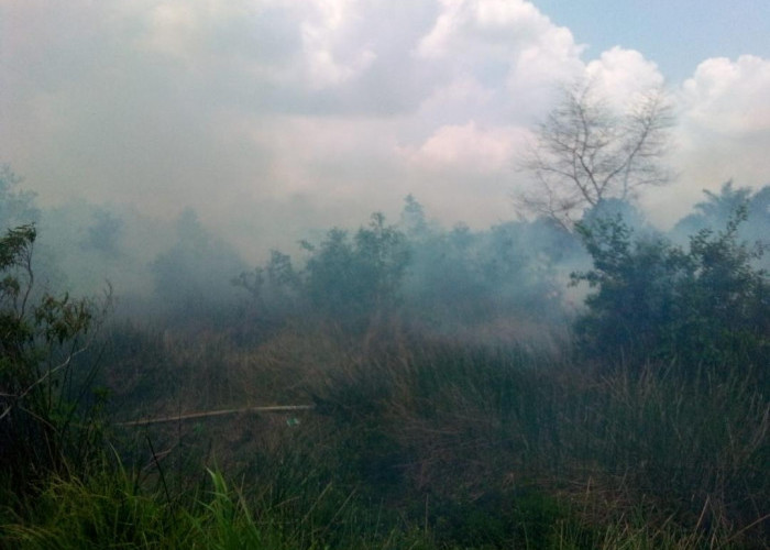 Karhutla Pulau Semambu Ogan Ilir Terbakar