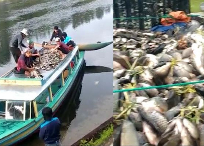 Ribuan Ikan Mabuk Mengambang di Danau Ranau OKU Selatan Membuat Warga Sekitar Mendadak Jadi Pedagang Ikan 
