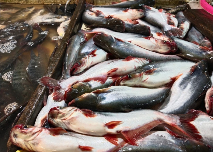 Harga Ikan Patin di Palembang Meroket