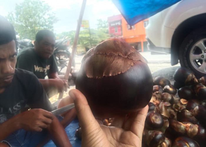 Buah Lontar  dari  Tuban Jatim Beredar di Ogan Ilir