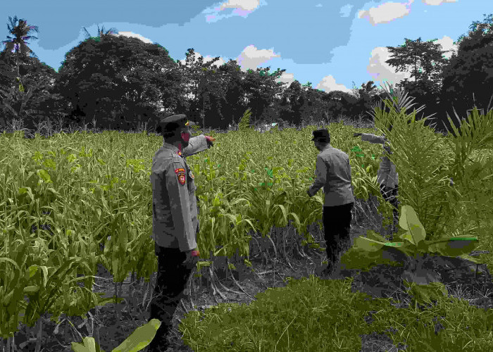 Hujan dan Pupuk Kendala Tanaman Jagung, Polsek Tanjung Raja Pantau Perkembangannya