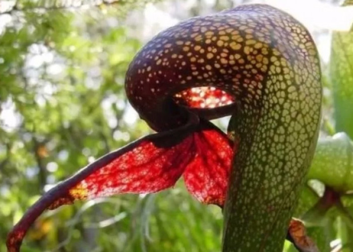 Kenali ini 4 Tanaman Hias Pemakan Serangga yang Unik dan Indah