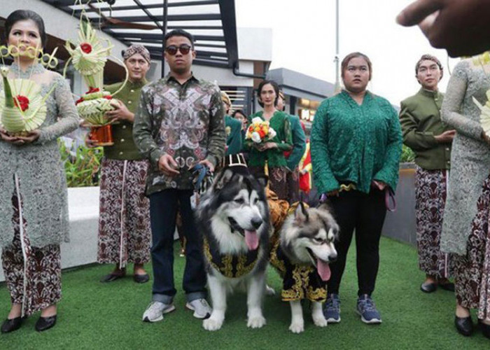 Dinas Kebudayaan DIY Sesalkan Pernikahan Anjing Menggunakan Adat Jawa 