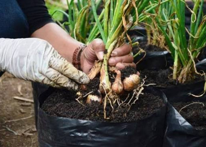 Inilah Cara Mudah Menanam Bawang Putih ala Rumahan Sisa Dapur, Yuk Coba! 