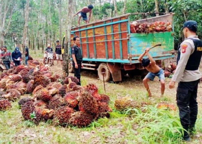 Panen Perdana Petani Plasma Desa Balian Tanpa Ada Gangguan, Tapi Tetap dengan Pengamanan Anggota Polres OKI