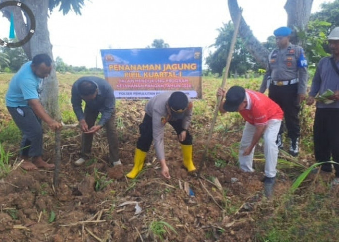 Ramadan, Polsek Pemulutan Tetap Laksanakan Penanaman Jagung di Desa Pemulutan Ilir