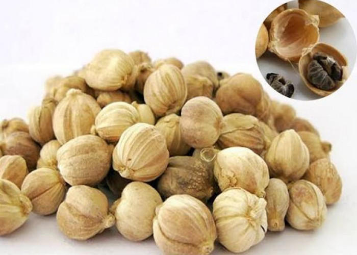 Inilah 5 Manfaat Kapulaga bagi Wanita yang Jarang Diketahui